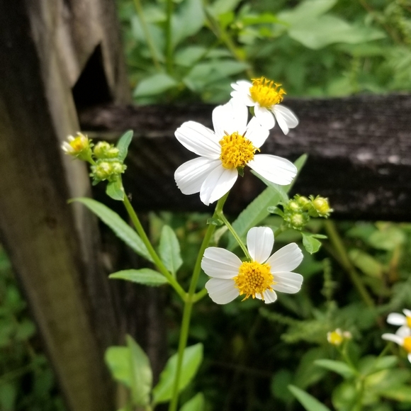 Meet your Posher, Serena - Picture 2 of 7